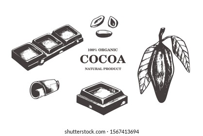 Cocoa tree and  beans vector vintage illustration. Chocolate retro hand drawn design