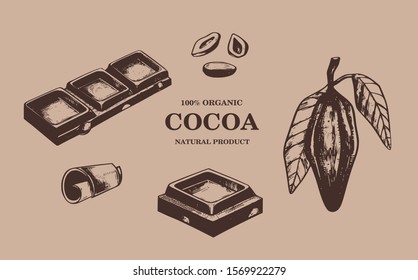 Cocoa tree and  beans vector vintage illustration. Chocolate retro hand drawn design