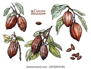 Cocoa tree branch with cocoa beans, chocolate beans, Clip art, set of elements for design Vector illustration. In botanical style