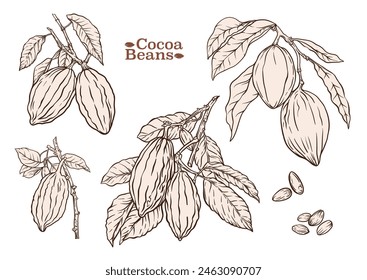 Cocoa tree branch with cocoa beans, chocolate beans, Clip art, set of elements for design Vector illustration. In botanical style