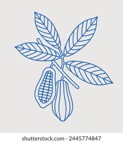 Cocoa tree branch with cocoa fruit. Line art, retro. Plants and herbs for cosmetics.