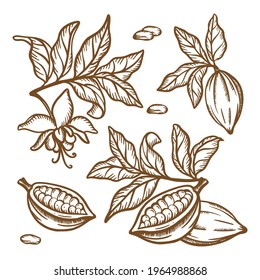 COCOA TREE BRANCHES Fruit Seeds And Leaves Of Theobroma Tree Brown Monochrome Design In Vintage Style Hand Drawn Clip Art Vector Illustration Set For Print