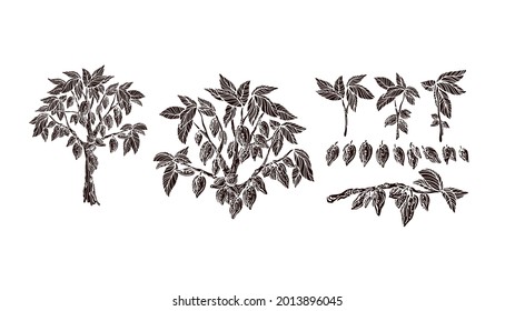 Árbol de cacao. Fruta, ramificación. Forma vectorial aislada. chocolate orgánico. Producto tropical de Aroma áfrica
