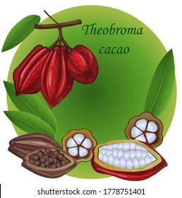 Cocoa tree, cocoa fruit. Lat Theobroma. Natural organic product.Realism