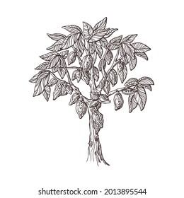 Cocoa tree with fruit, seed planted. Hand drawn sketch. Organic chocolate. Art botanical illustration isolated on white background