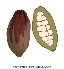 Frutos de cacao enteros y cortados con frijoles de cacao naturales en el interior, feto de chocolate exótico, granos de cacao crudo orgánico dibujados a mano simple coloreado de iluminación vectorial plana