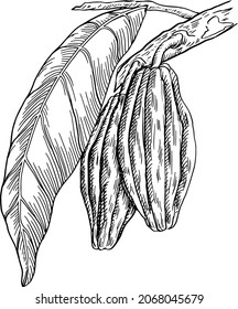 Cocoa tree hand-drawn ink vector