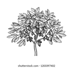Cocoa tree. Ink sketch isolated on white background. Hand drawn vector illustration. Retro style.
