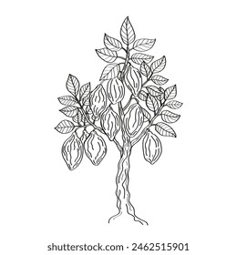 Bosquejo de tinta de árbol de cacao en estilo vintage, Ilustración vectorial dibujada a mano sobre fondo blanco aislado. Cultivo de planta de chocolate, cosecha, ingrediente alimentario. Diseño para logotipo, signo, etiqueta, impresión, tarjeta, papel