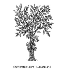 Cocoa tree. Sketch. Engraving style. Vector illustration.