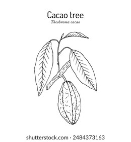 Cocoa tree, Theobroma cacao, edible and medicinal plant. Hand drawn botanical vector illustration