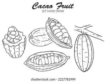 Cocoa vector food illustration set. Organic healthy food sketch. Hand drawn illustration isolated on white background. Great for banners, posters, labels