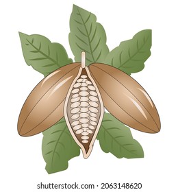 Cocoa Vector Illustration for brochures and advertisements