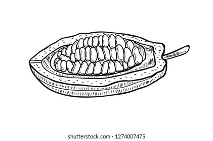 Cocoa vector. Isolated hand drawn illustration on white background. Organic healthy food. Great for banner, poster, label