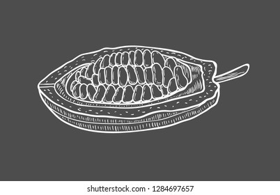 Cocoa vector. Isolated hand drawn illustration on black background. Organic healthy food. Great for banner, poster, label