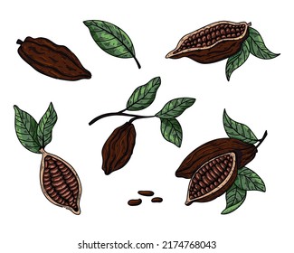 Ilustración del conjunto de vectores de cacao. Esbozo de doodle dibujado a mano para café, tienda, menú. Esbozo de color granos de cacao para el diseño de chocolate.