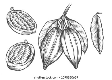 Cocoa vector superfood drawing set. Isolated hand drawn illustration on white background. Organic healthy food. Great for banner, poster, label