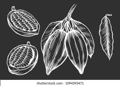 Cocoa vector superfood drawing set. Isolated hand drawn illustration on black background. Organic healthy food. Great for banner, poster, label