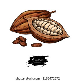 Cocoa vector superfood drawing set. Organic healthy food sketch. Fruit and bean. Isolated hand drawn  illustration on white background. Great for banner, poster, label