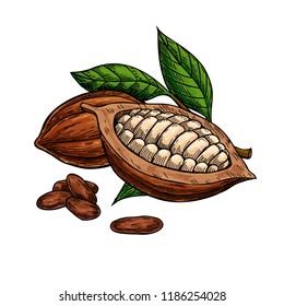 Cocoa vector superfood drawing set. Organic healthy food sketch. Fruit, leaf and bean. Isolated hand drawn  illustration on white background. Great for banner, poster, label