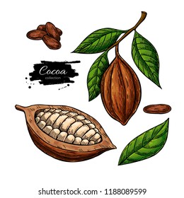 Cocoa vector superfood drawing set. Organic healthy food sketch. Isolated hand drawn  illustration on white background. Great for banner, poster, label