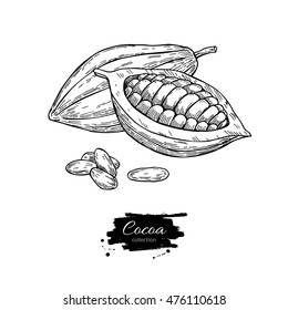 Cocoa vector superfood drawing set. Isolated hand drawn  illustration on white background. Organic healthy food. Great for banner, poster, label