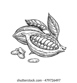 Cocoa vector superfood drawing set. Isolated hand drawn  illustration on white background. Organic healthy food. Great for banner, poster, label