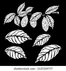 Cocoa in vintage style on white background. Fresh healthy food. Vector background. Organic food. Dark background.
