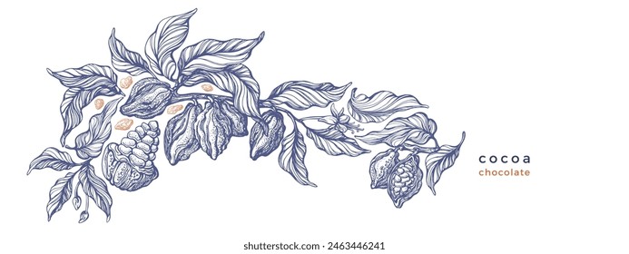 Cocoa vintage template. Vector hand drawn plantation of chocolate beans, texture leaves, aroma fruit, flower in bloom. Organic butter. Texture illustration for food design