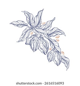 Cocoa vintage tree. Sketch of branch. Organic chocolate, butter. Vector hand drawn symbol of bean, texture leaves, aroma fruit on transparent background. Engraving vintage illustration for food design