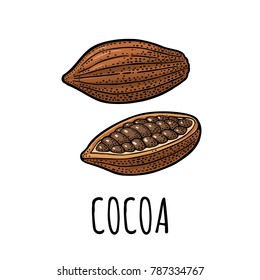 Cocoa whole and with beans. Vector color vintage engraving illustration. Isolated on white background. Hand drawn design element for label and poster