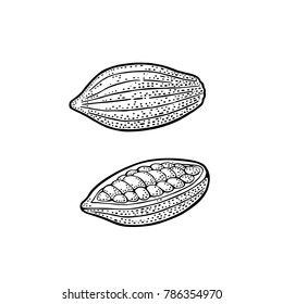 Cocoa whole and with beans. Vector vintage engraving illustration. Isolated on white background. Hand drawn design element for label and poster