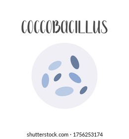 Cocobacillus. Bakterienklassifikation. Geruchsförmige Bakterienformen, Bakterien. Typen und verschiedene Formen von Bakterienzellen. Morphologie. Mikrobiologie. Vektorgrafik