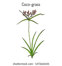 Coco-grass (Cyperus rotundus), or purple nut sedge, medicinal plant. Hand drawn botanical vector illustration