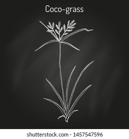Coco-grass (Cyperus rotundus), or purple nut sedge, medicinal plant. Hand drawn botanical vector illustration
