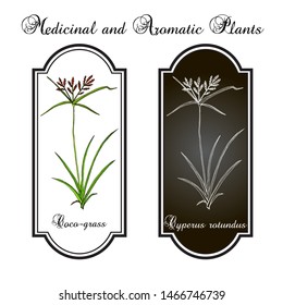 Coco-grass (Cyperus rotundus), or purple nut sedge, medicinal plant. Hand drawn botanical vector illustration