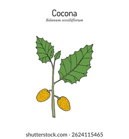 Cocona (Solanum sessiliflorum), medicinal and edible plant. Hand drawn botanical vector illustration