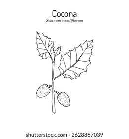 Cocona (Solanum sessiliflorum), medicinal and edible plant. Hand drawn botanical vector illustration