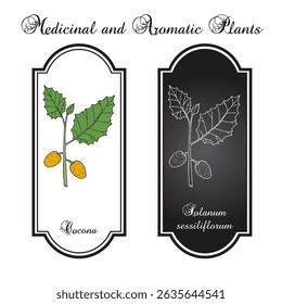 Cocona (Solanum sessiliflorum), medicinal and edible plant. Hand drawn botanical vector illustration