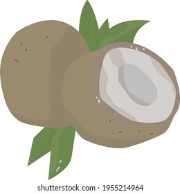 coconat fruit vector illustration for design