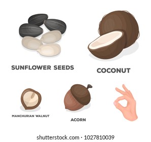 Coconut, acorn, sunflower seeds, manchueian walnut.Different kinds of nuts set collection icons in cartoon style vector symbol stock illustration web.