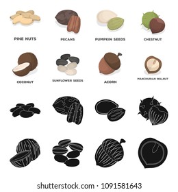Coconut, acorn, sunflower seeds, manchueian walnut.Different kinds of nuts set collection icons in black,cartoon style vector symbol stock illustration web.
