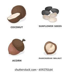 Coconut, acorn, sunflower seeds, manchurian walnut. Different kinds of nuts set collection icons in cartoon style vector symbol stock illustration web.