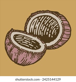 Coconut, bakery illustration kit. hand drawing illustration, vector, pastry