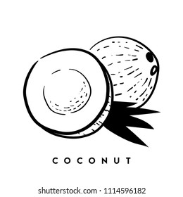 Coconut. Black and white sketch. Vector hand drawn illustration. Ingredient for food and cosmetics