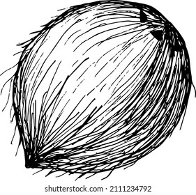 Coconut black and white vector hand draw sketch. Coconut icon design template.