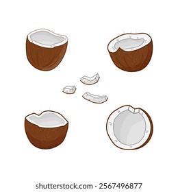 Coconut broken into several pieces showing inner flesh and shell clearly at various angles. Isolated vector illustration.