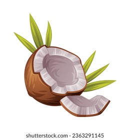 Coconut with Brown Fibrous Husk and White Flesh Vector Illustration