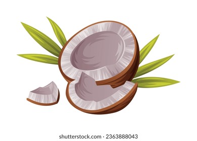 Coconut with Brown Fibrous Husk and White Flesh Vector Illustration