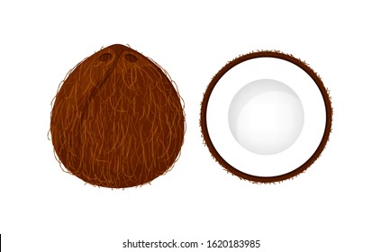 coconut brown fruit and half cut isolated on white background, illustration coconut brown half slice for clip art, coconut simple for icon